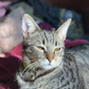 Meet your Posher, Brook